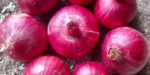 Fresh Red Onion