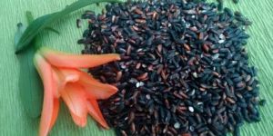 Black Rice