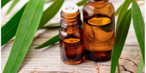 Eucalyptus Oil