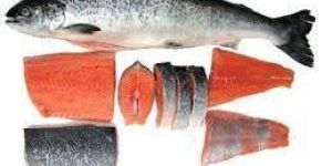 Salmon Fish