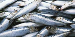 Sardine Fish