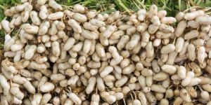 Shelled Groundnuts