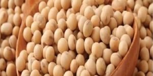 Soya Bean