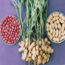 Dharani Tcgs-1043 Peanut Kernels