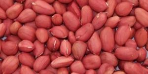 JSSP 36 Peanut Kernels