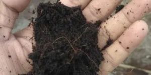 Coconut Peat