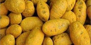 Double Polished Turmeric Bulb