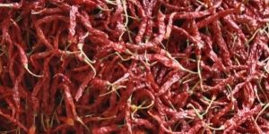 Syngenta 5531 Chilli