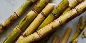Fresh Sugarcane