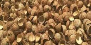 Dried Coconut Shell
