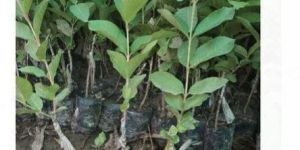 Guava Plant