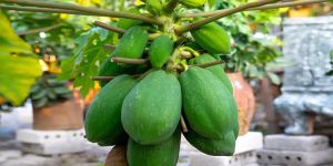 Papaya Plant