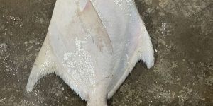Fresh Pomfret Fish