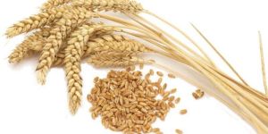 Durum Wheat