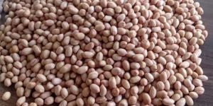 Groundnut