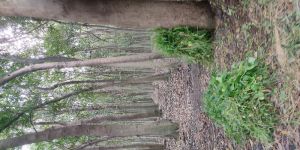 Mohagani Trees for Sell