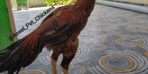 Aseel Chicken