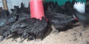 100 Qty Kadaknath Chiks