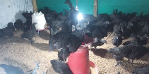 Kadaknath Chicks Available