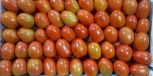 Fresh Tomato