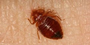 Bed Bug Pest Control Services