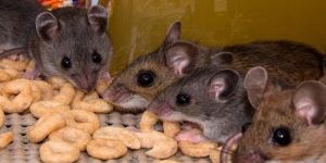Rodent Control