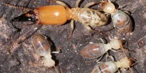Termite Pest Control Service
