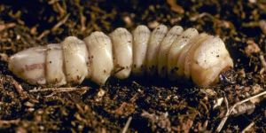 Woodborer Control Service