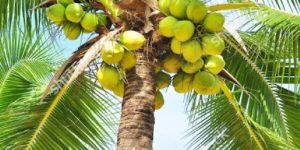 Mohamed Haniffa Coconut Oils