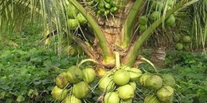 Mohammed Haniffa Coconut Oils