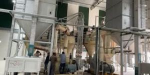 Besan Plant
