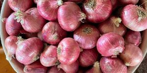 Indian Onion Grade a
