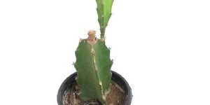 ROOKHRAJ PAUDHSHALA Dragon Fruit Plant