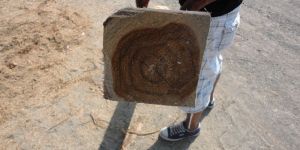 Latin American Teak Wood