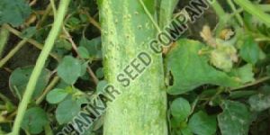 Cucumber Seeds