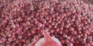 Nashik Onion