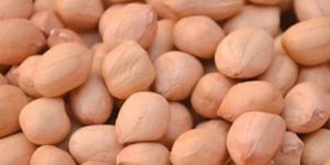 40/50 Java Peanut Kernels