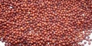 Natural Ragi Seeds