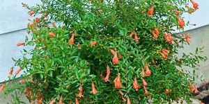 Pomegranate Plant