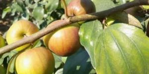 Ball Sundari Bar Plant