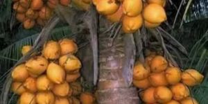 Hybrid Coconut Plant