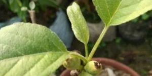 Kashmiri Apple Plant