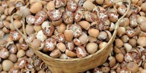 Areca Nuts
