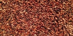 Finger Millet Seeds