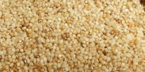 Kodo Millet Seeds