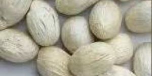 Bleached Dried Amra Pods