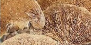 Dried Sponge Mushroom with Stick