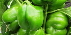 Green Capsicum