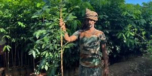 MAHOGANY CONTRACT FARMING