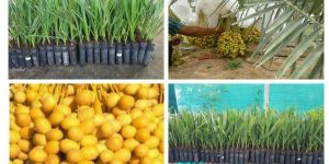 Tissue Culture Khajur Plant